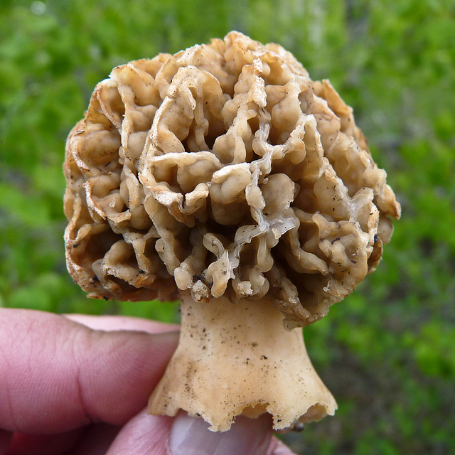 Yellow Morel