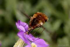 Bee-fly