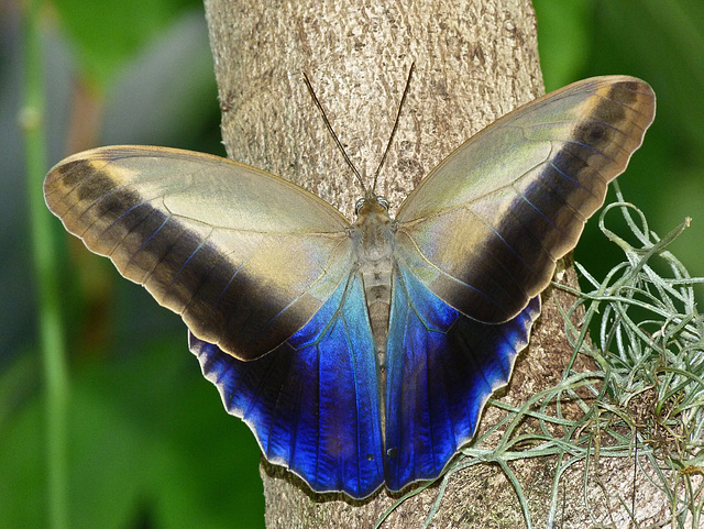 Owl butterfly sp.