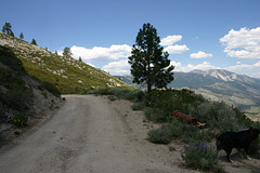 Marlette Lake Road