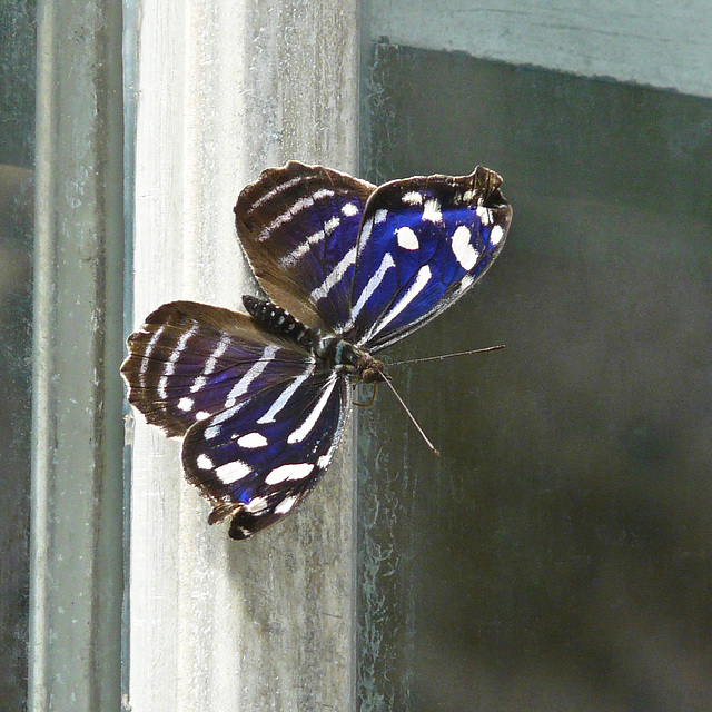 Blue Wave, Myscelia cyaniris