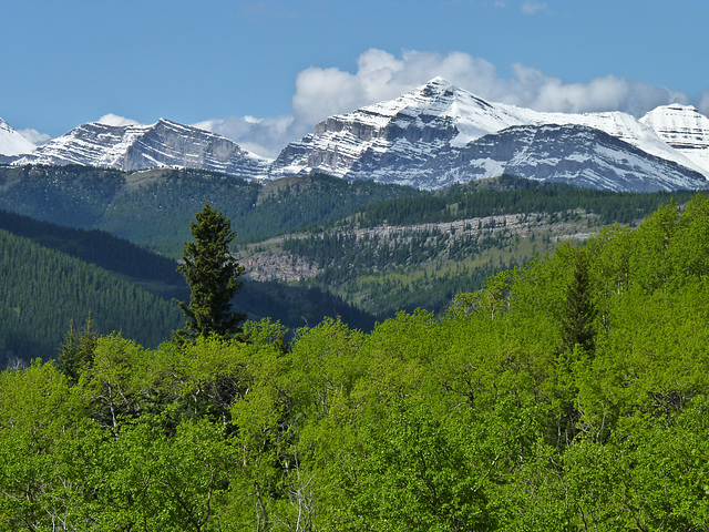 Marston Creek, Kananaskis