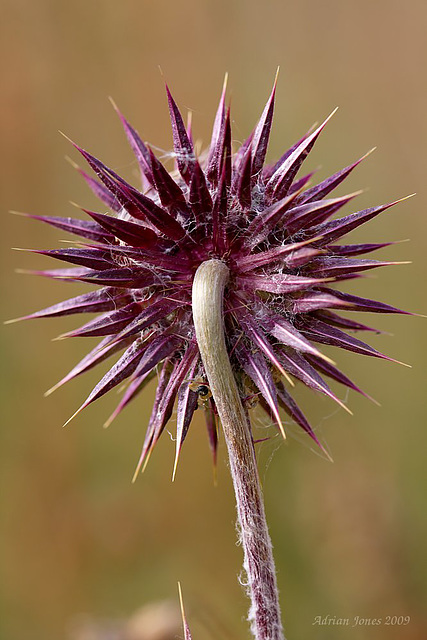 thistle_002