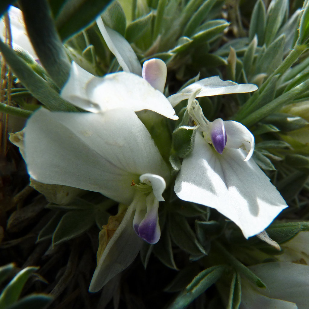 Cushion Milk Vetch