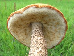 Mushroom of the day