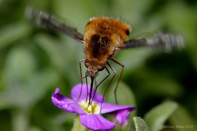 Bee-fly