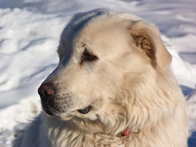 Great Pyrenees