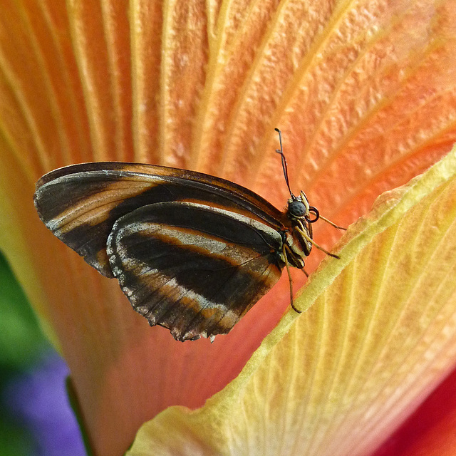 On Hibiscus