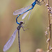 damselflies_009