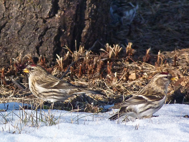 Pretty neat camouflage