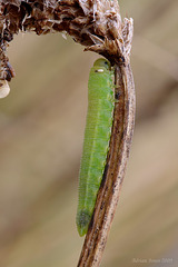 sawfly_larva_002