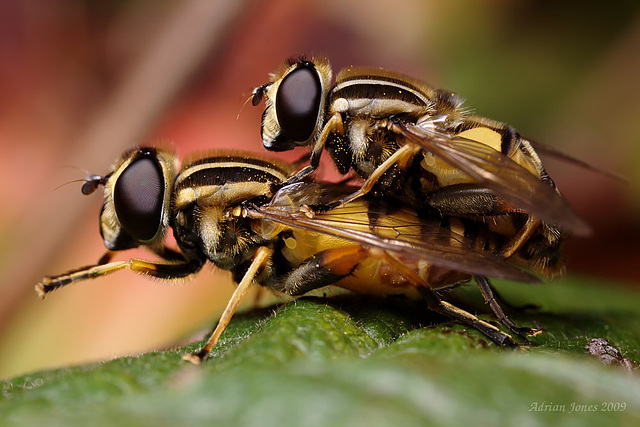 hoverflies_001