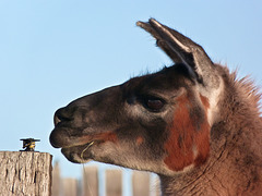 Cute camelid