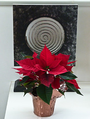 Poinsettia