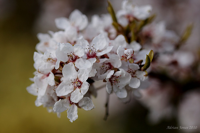 Blossom