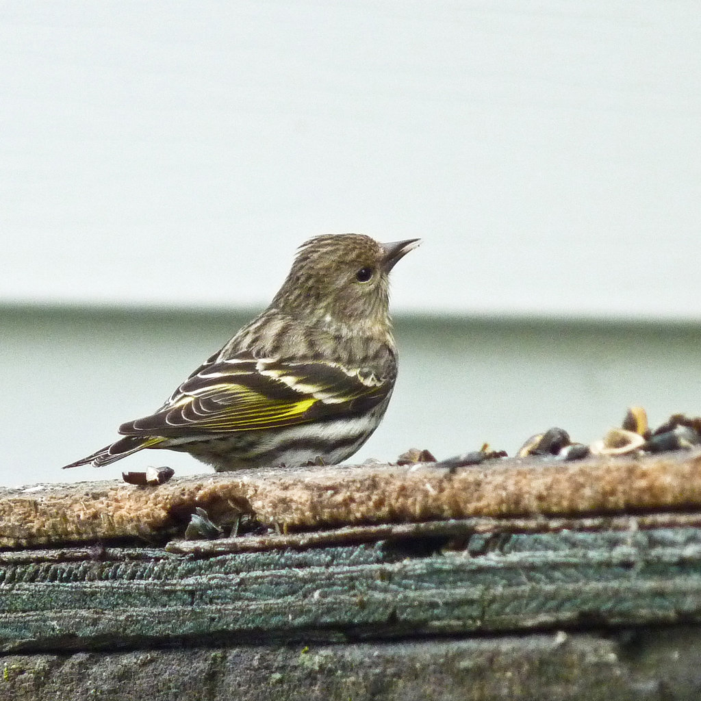 Pine Siskin