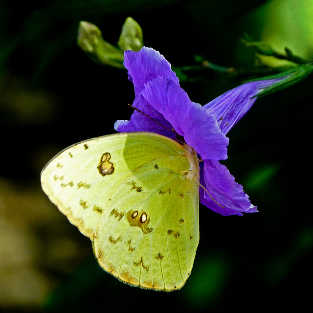 Cloudless Sulphur / Phoebis sennae