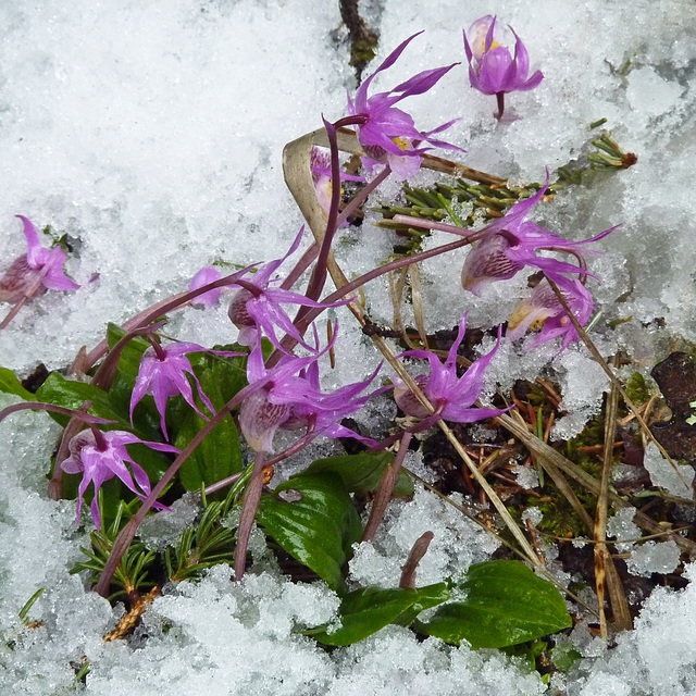 Braving the snow