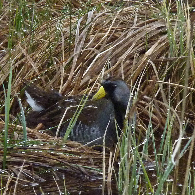 We saw a Sora