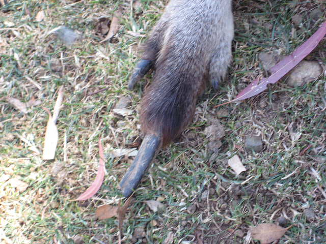 Kangaroo hind foot