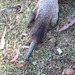 Kangaroo hind foot