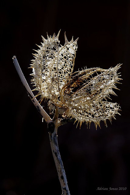 Datura stramonium Old Seedhead