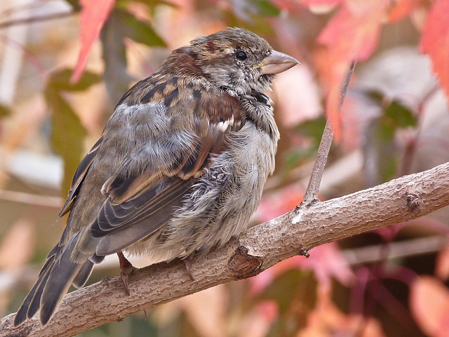 House Sparrow