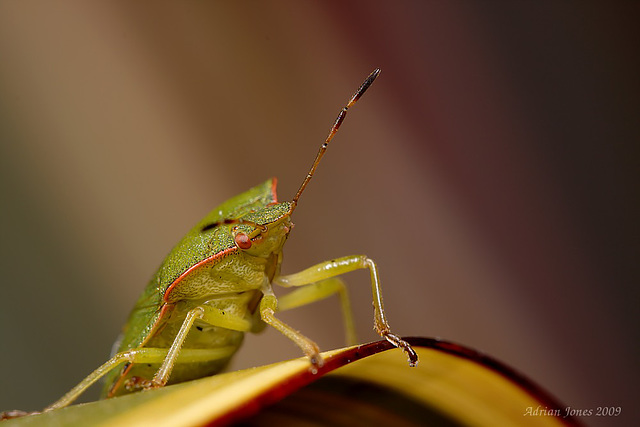 Shield Bug