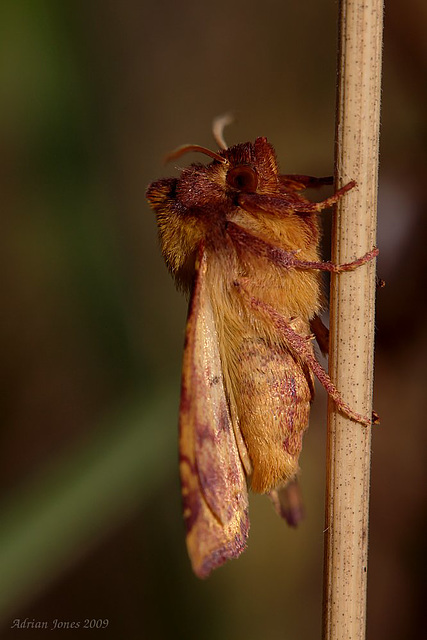 Pink-barred Sallow (Xanthia togata)