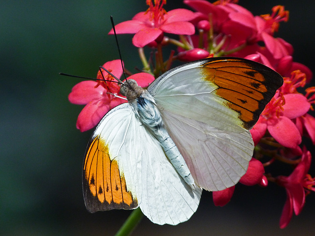 Great Orange Tip / Hebomoia glaucippe