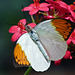 Great Orange Tip / Hebomoia glaucippe