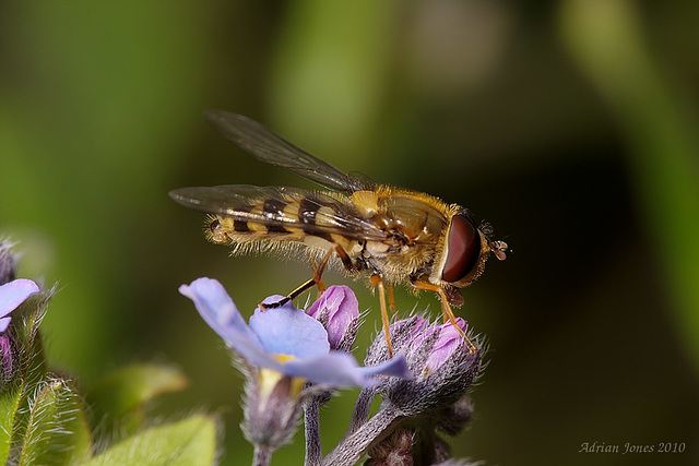 Hoverfly