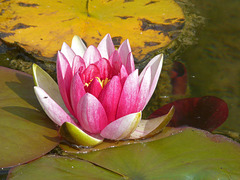 Colour on the pond