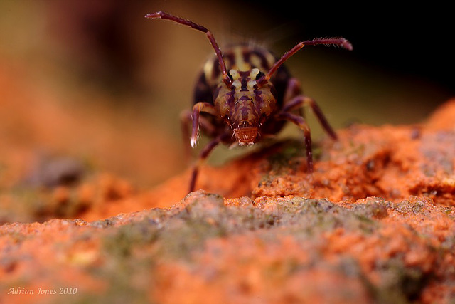 Globular Springtail (Dicyrtomina saundersi)