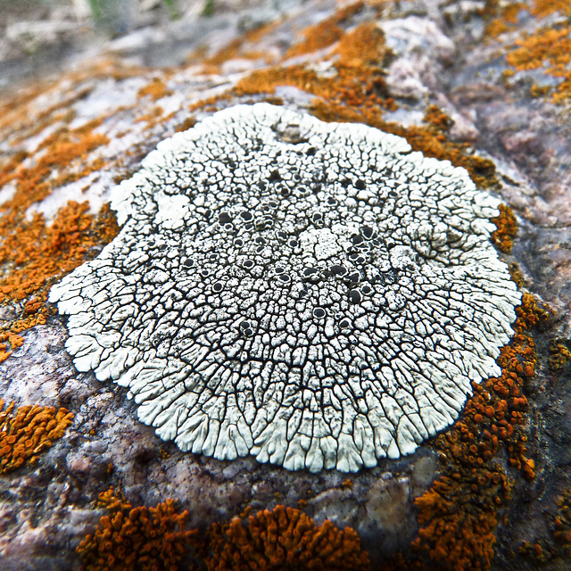 Lichens