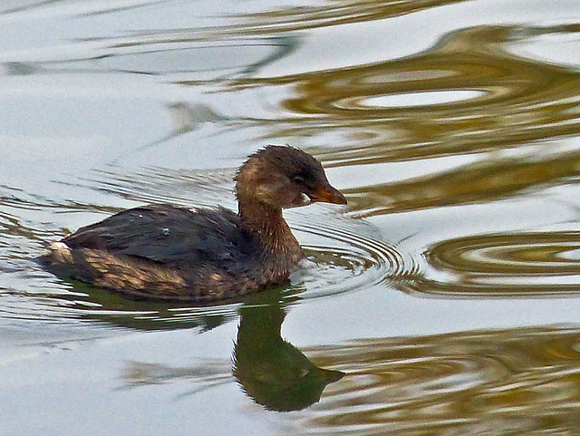 Pied-billed Grebe juvenile