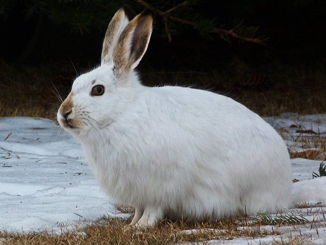 Snowshoe Hare in its winter coat