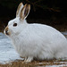 Snowshoe Hare in its winter coat