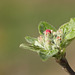 Apple flower bud