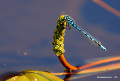 Damselfly on a hot summer afternoon