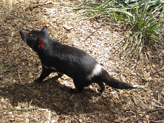 Tassie Devil