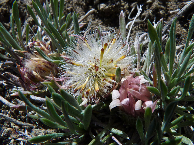 Townsendia seedheads