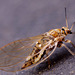 Psyllid sp.