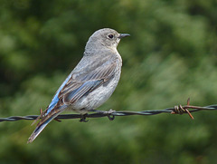 Mountain Bluebird