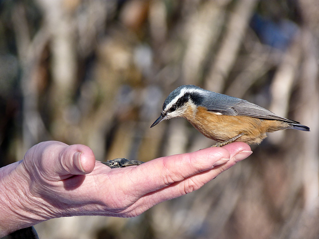 Red-breasted Nuthatch