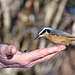 Red-breasted Nuthatch