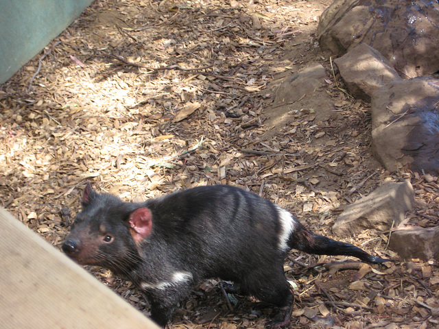 Tassie Devil