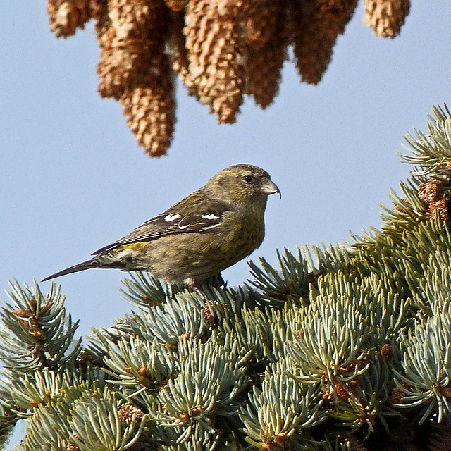 White-winged Crossbill