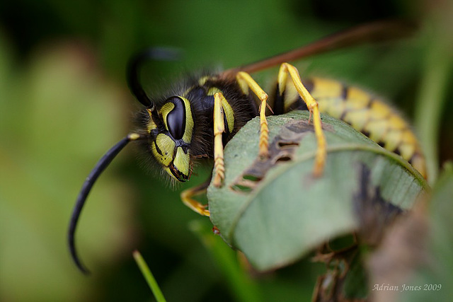 wasp_008