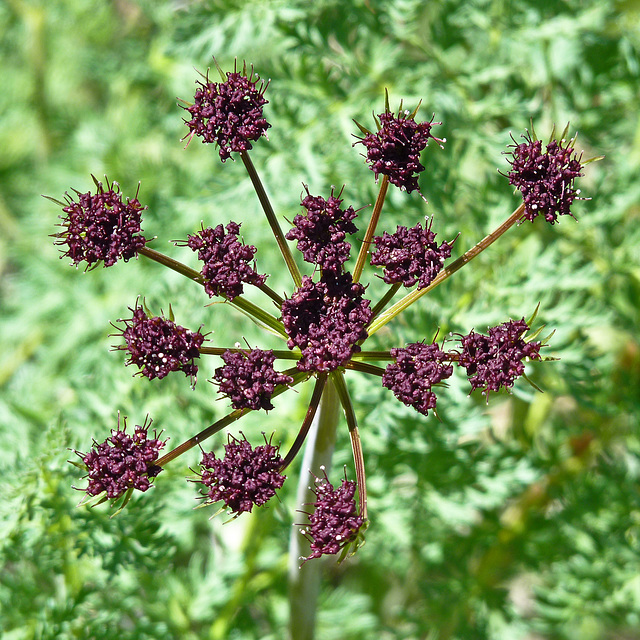 Fern-leaved Biscuit-root